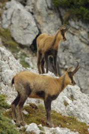 I Parchi del Camoscio si aggiudicano il premio “Luisa Minazzi - Ambientalista dell’anno 2014”