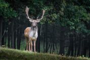 Troppi daini nel Parco del Circeo, scattano le adozioni (ma anche gli abbattimenti)