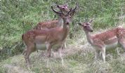 Sabaudia. Parco del Circeo, pubblicato il nuovo Bando per la cessione dei daini a scopo ornamentale