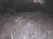 Lo sciacallo dorato arriva nel Lazio, gli avvistamenti nel Parco del Circeo