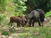 Emergenza Cinghiali: ecco l'attività del Parco Regionale dei Colli Euganei