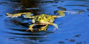 Bufo Bufo Da domani barriere e salvataggio