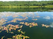 Lotta al tappeto verde sui laghi. Il Parco anticipa la ripulitura