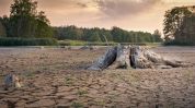 Siccità e parassiti. È allarme alberi «Presto altri pozzi»