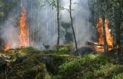 Volontari dal Parco delle Groane alla Sicilia Contro gli incendi di Pergusa arrivano i rinforzi