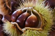 Raccoglitori di castagne, c'è una navetta gratuita