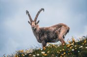 Valtellina Natura Europa L'incanto della biodiversità