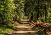 Un bosco all'ingresso della città contro i cambiamenti climatici