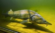 Il Ticino da amare Bimbi. adottano gli storioni