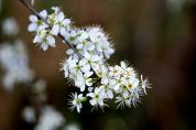 Parco del Ticino un universo costellato da 6.832 specie