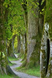 «Il Parco lavora ai rimboschimenti così proteggiamo la biodiversità»