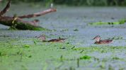 Effetto clima Il fiume Ticino cambia colore