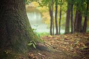 La cultura ha la sua stanza nel bosco