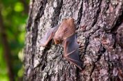 Salvati due pipistrelli. Il Parco Nord approva