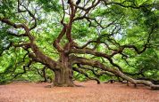 Quercia più resistente nel Parco del Ticino