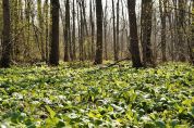 «Cosa fai quando vieni qui?» Il Parco Nord lancia un sondaggio per conoscere chi lo frequenta