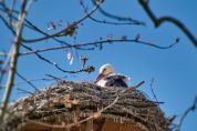 Cinquanta anni di Parco del Ticino Incontri, dibattiti e documentari per celebrare un momento storico