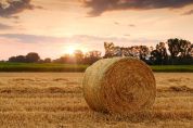 Agricoltura e Parco Ticino, il patto Sinergia con le 1.250 aziende «Garantiscono la biodiversità»