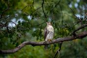 Occhi al cielo, cinque falchi in volo sul Parco delle Rogge