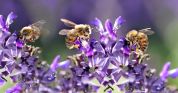 Un'«autostrada» per le api tre chilometri di biodiversità