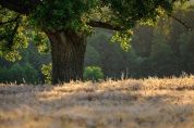 Festival delle foreste 13 film in concorso Ospiti anche dal Cile