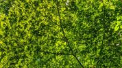 Verde dove c'è asfalto Così cinque incroci sfidano gli allagamenti