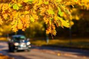 Cormano sempre più verde e ambientale grazie a 'Forestami'