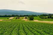 Imprese agricole montane: un bando per accedere ai fondi