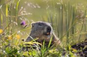 Parco delle Orobie Valtellinesi, raddoppiano conferenze e incontri letterari