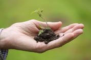 Rho sempre più verde - piantati 400 alberi