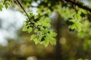 Agli Horti del Borromeo il parco si arricchisce piantati 20 nuovi alberi