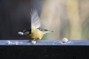 SOS uccellini selvatici: laboratorio per preparare in casa palline di grasso e presentazione di un libro sul Birdgardening