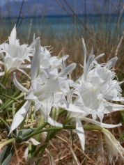 E’ uscito il secondo Taccuino Biowatching del Parco “Piante della costa”