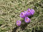 Crocus