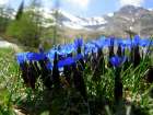 Gentiana Verna