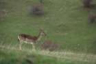 Fallow Deer