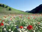 Flowers in a Meadow near Capanna Ghezzi