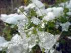 Frozen Juniper