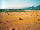 Wheat Field