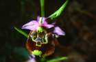 Ophrys Fuciflora