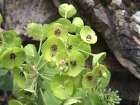 Euphorbia