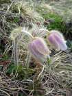 Pulsatilla Vernalis