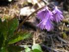 Alpine Snowbell