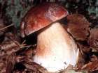 Boletus pinicola