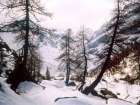 Trees among the Snow of Ventina