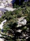 The Fir Tree of Madonie (Abies nebrodensis)