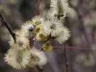 Goat Willow's Blooming (Salix caprea)