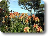 Aloe lateritia