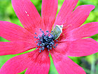 Anemone pavonina