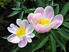 Paeonia